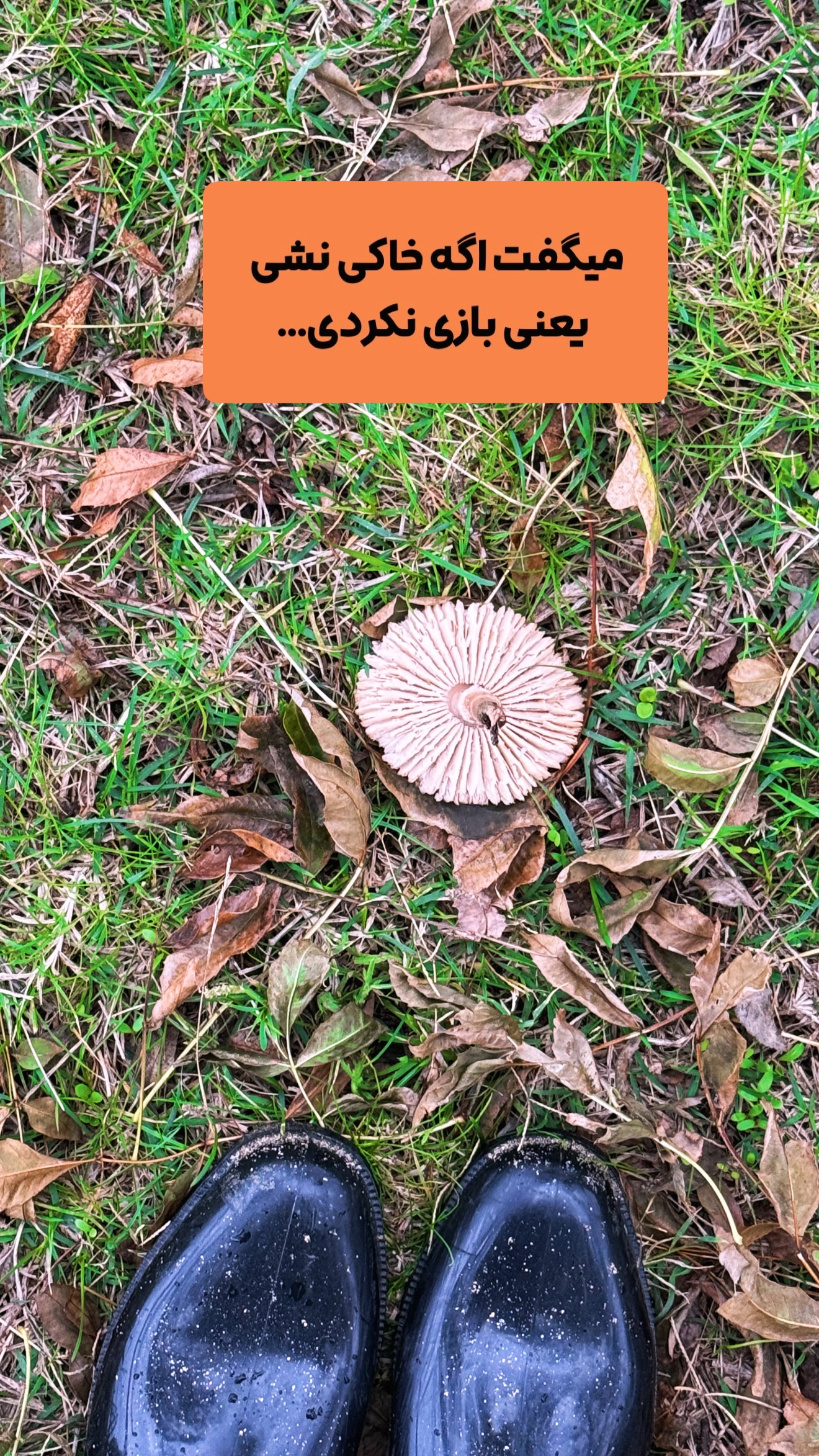  جدید ترین استوری اینستاگرام زهرا حسينى