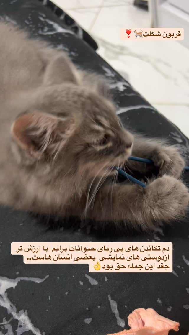  جدید ترین استوری اینستاگرام زهرا خواجوی