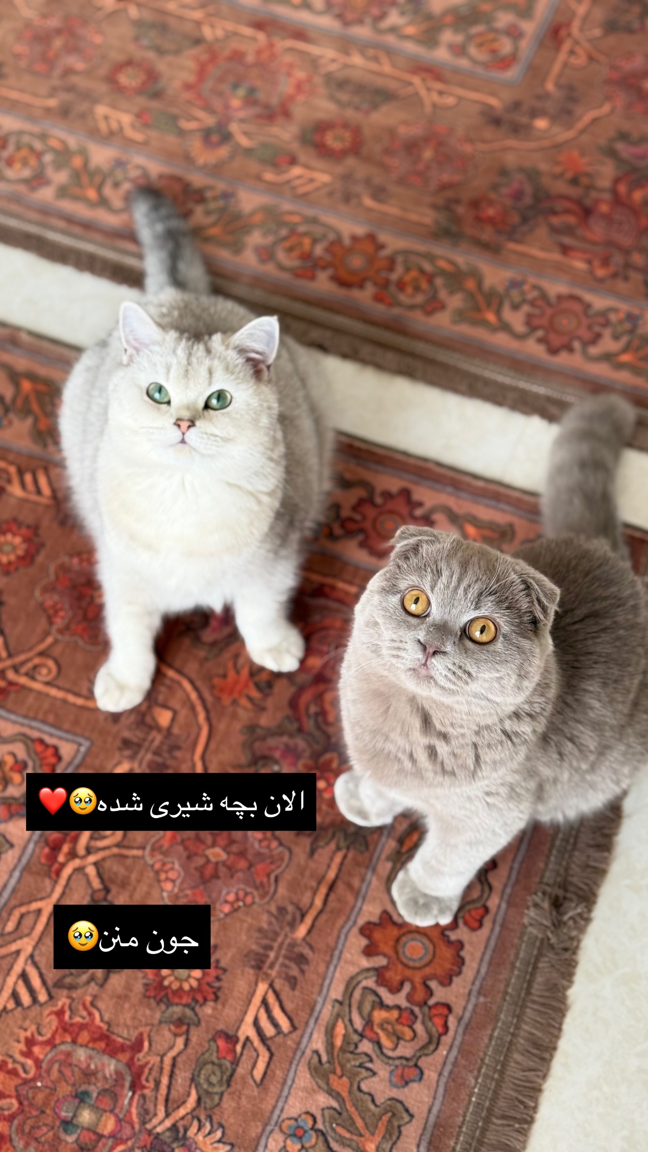  جدید ترین استوری اینستاگرام زهرا تاجیک