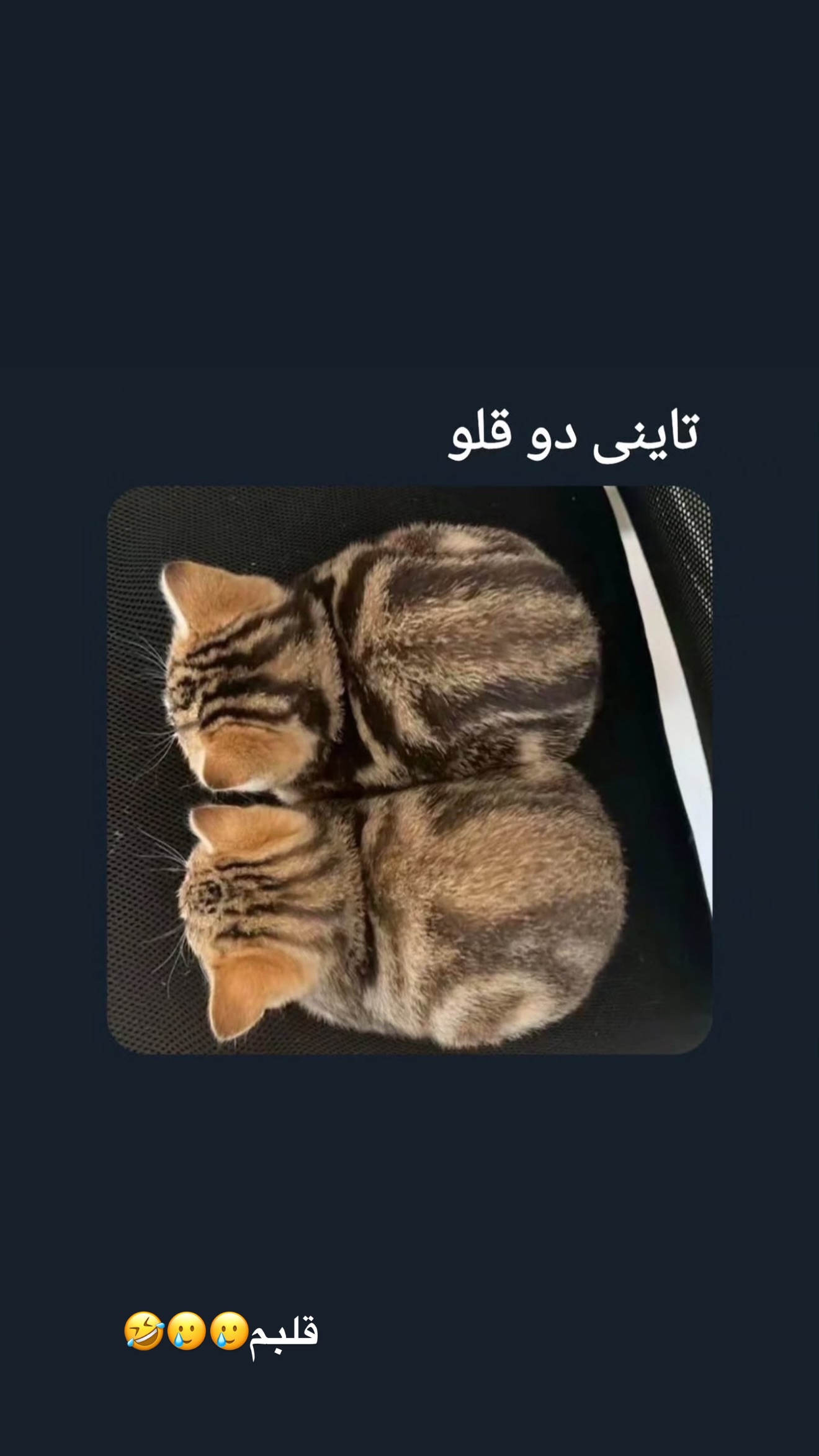  جدید ترین استوری اینستاگرام زهرا تاجیک