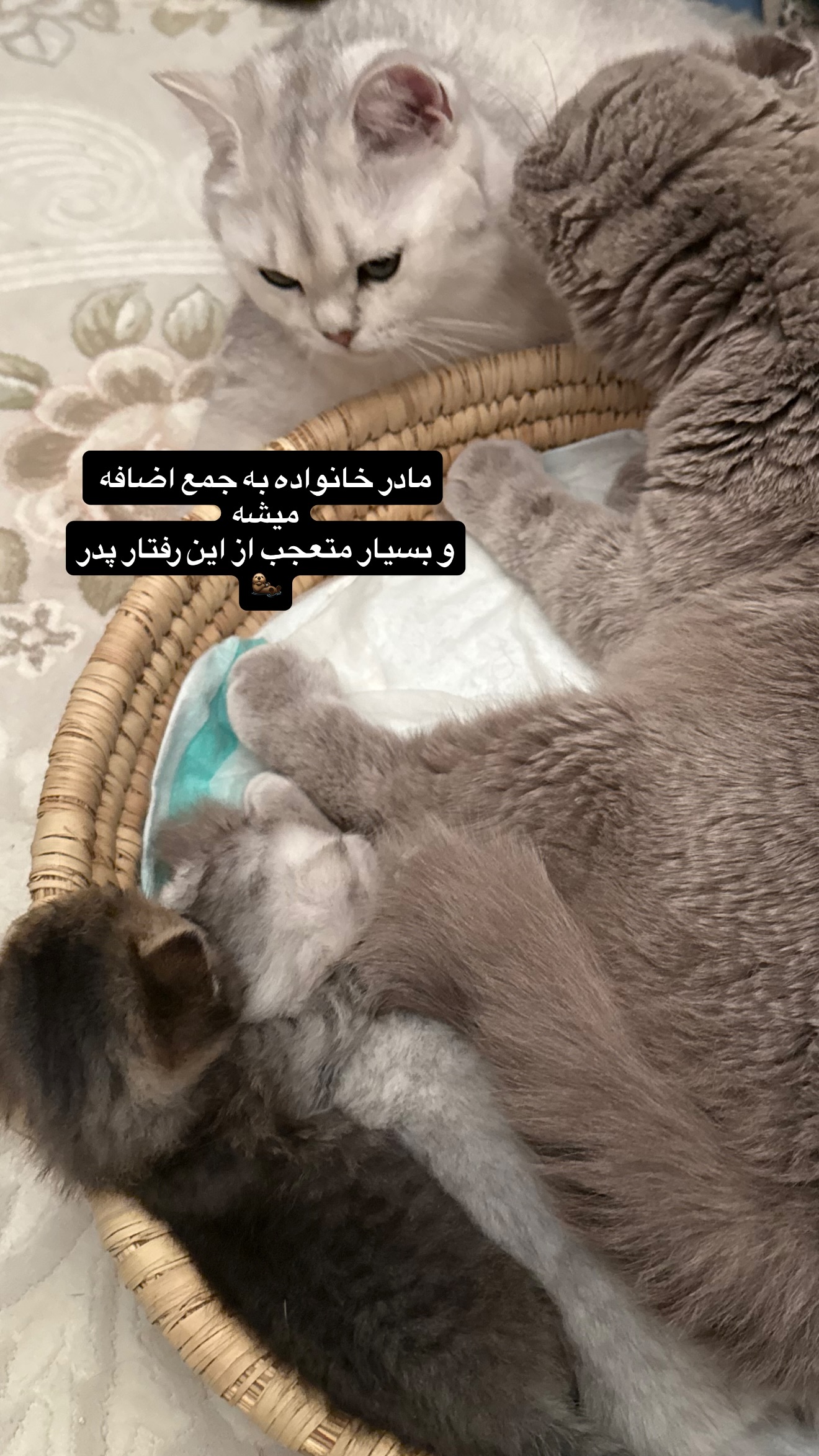  جدید ترین استوری اینستاگرام زهرا تاجیک
