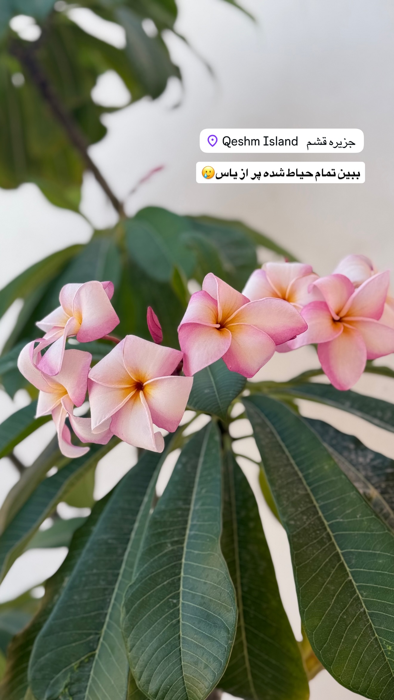  جدید ترین استوری اینستاگرام زهرا تاجیک