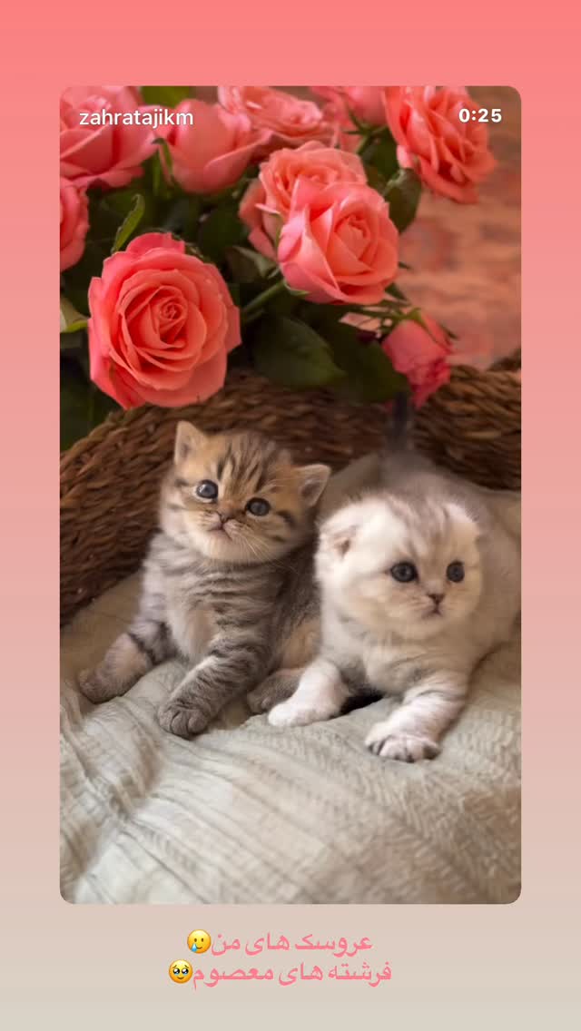  جدید ترین استوری اینستاگرام زهرا تاجیک