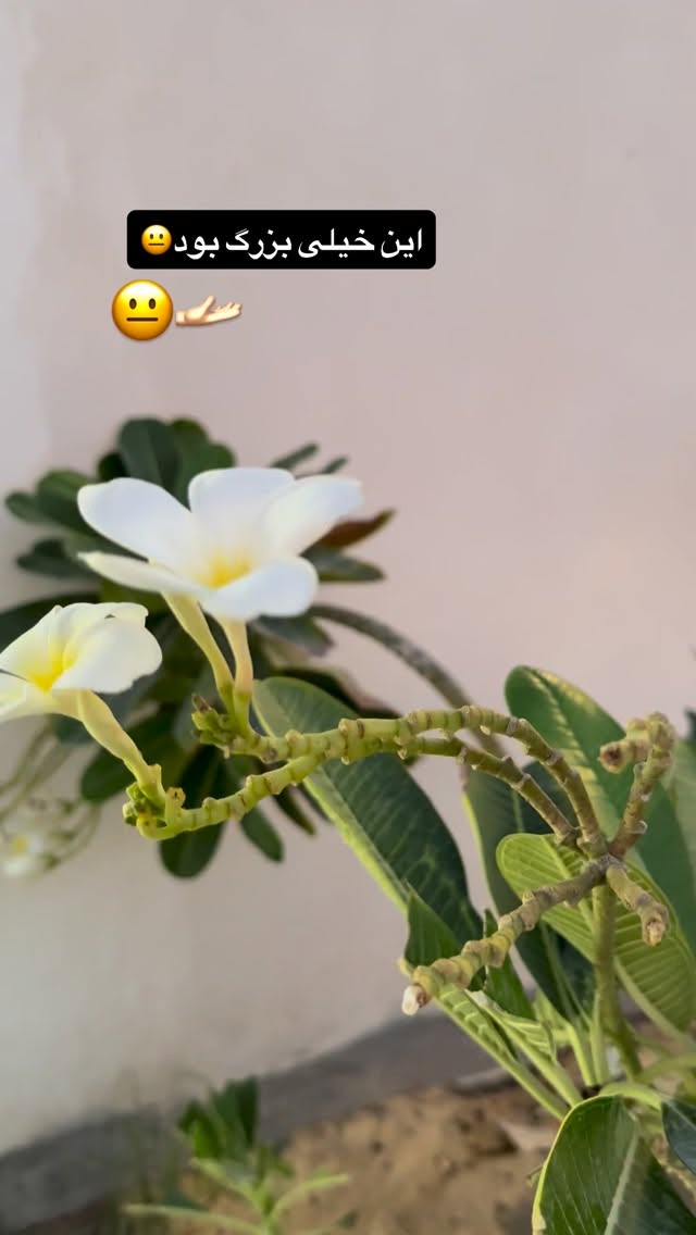  جدید ترین استوری اینستاگرام زهرا تاجیک