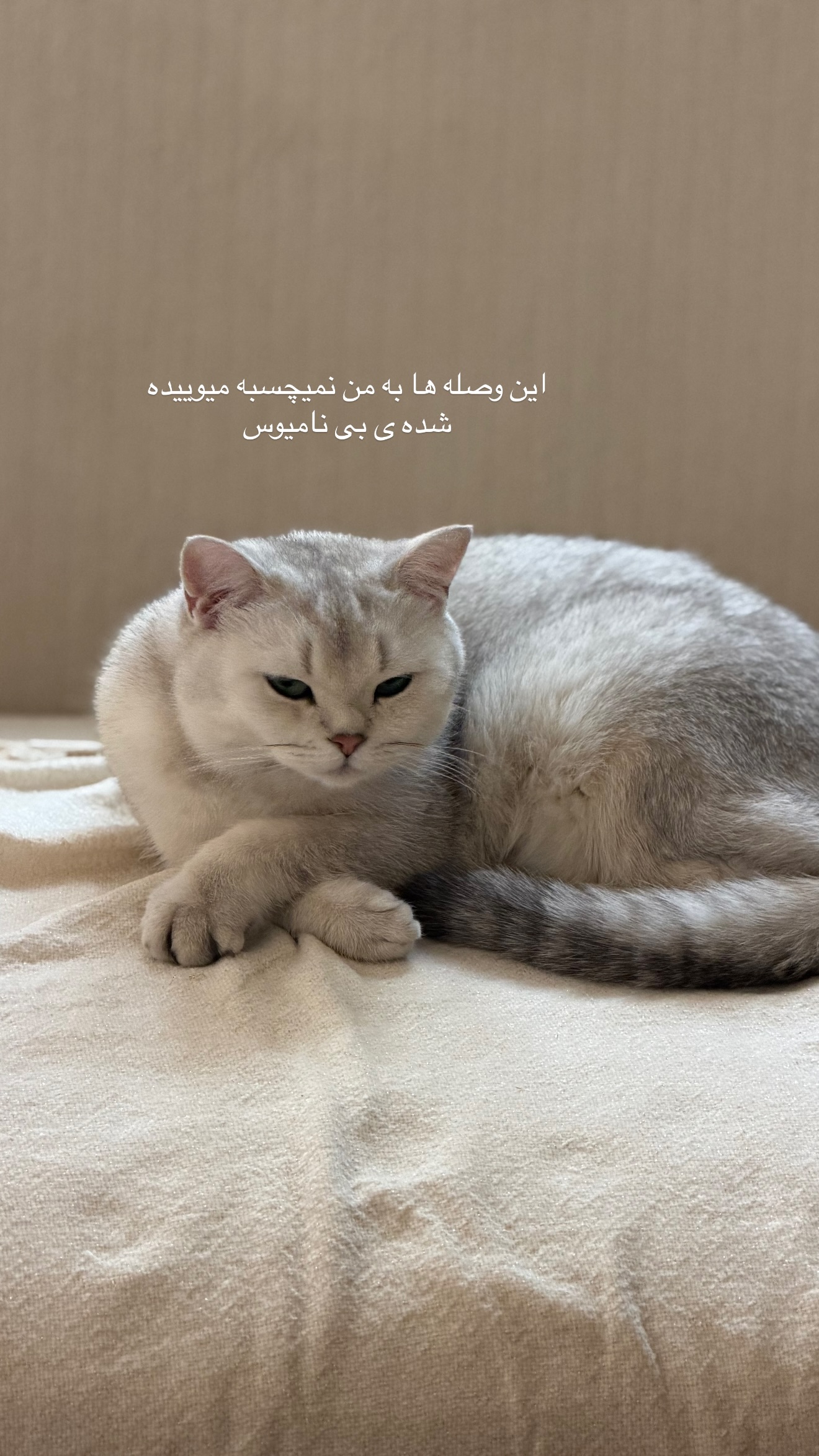 جدید ترین استوری اینستاگرام زهرا تاجیک