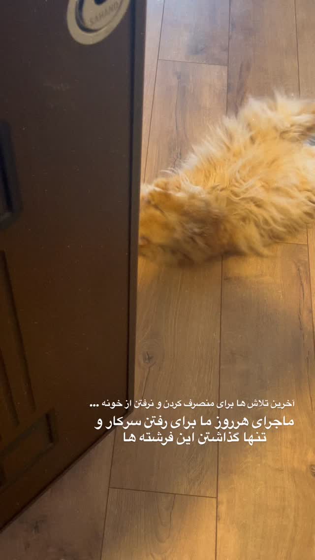  جدید ترین استوری اینستاگرام محمد زرنوش