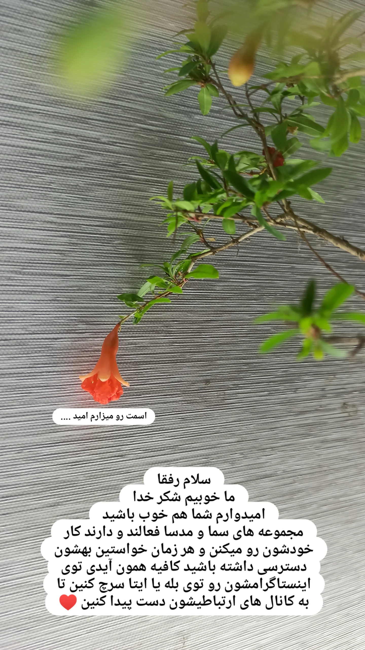 جدید ترین استوری اینستاگرام زینب دولتی