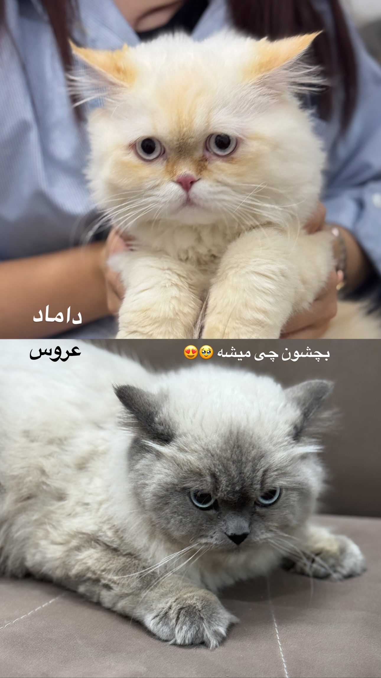  جدید ترین استوری اینستاگرام زهرا موسوی