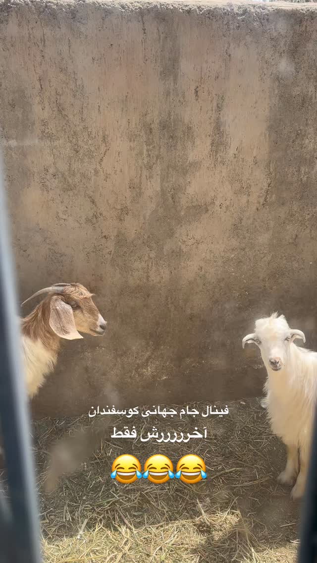  جدید ترین استوری اینستاگرام زهرا موسوی