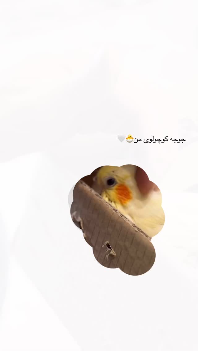  جدید ترین استوری اینستاگرام زهره و امین