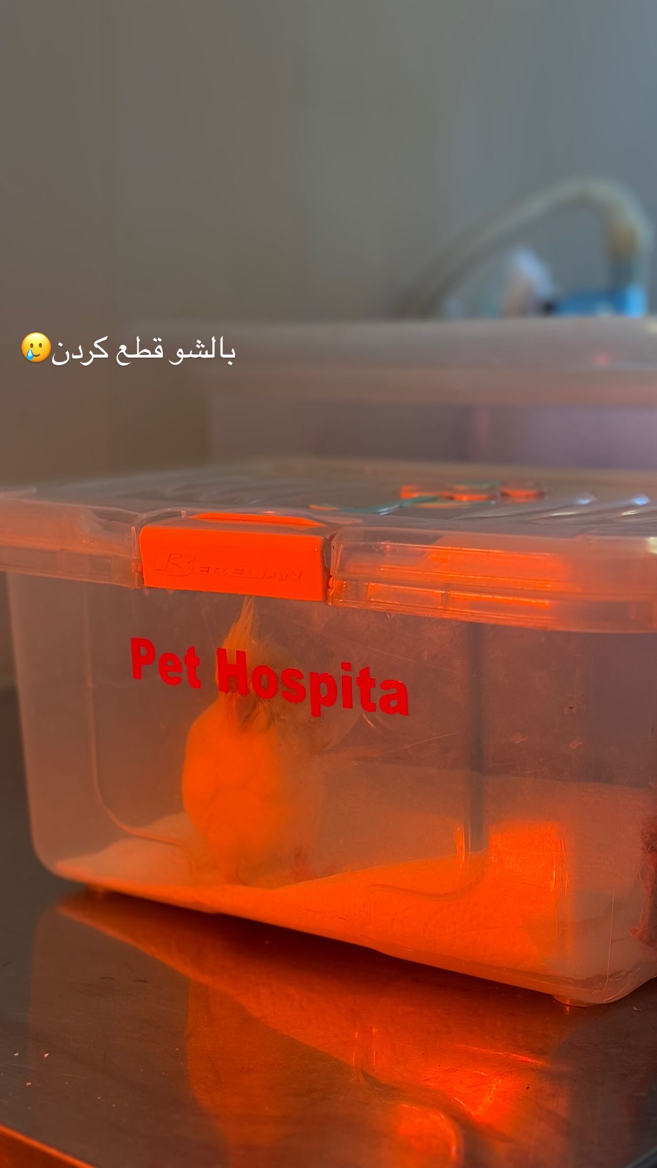  جدید ترین استوری اینستاگرام زهره و امین