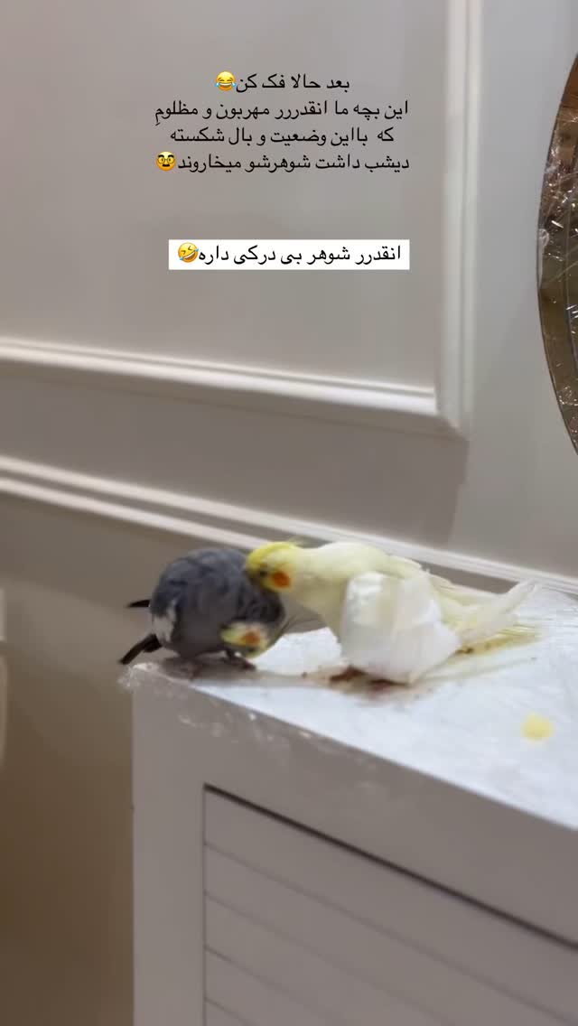  جدید ترین استوری اینستاگرام زهره و امین