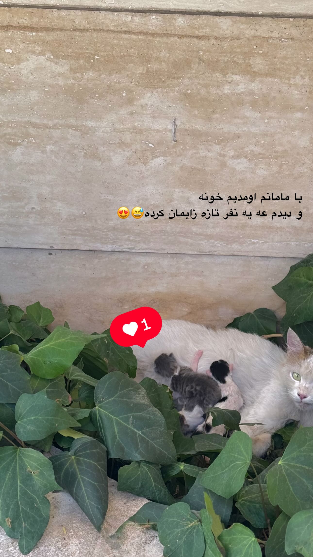  جدید ترین استوری اینستاگرام زهره و امین