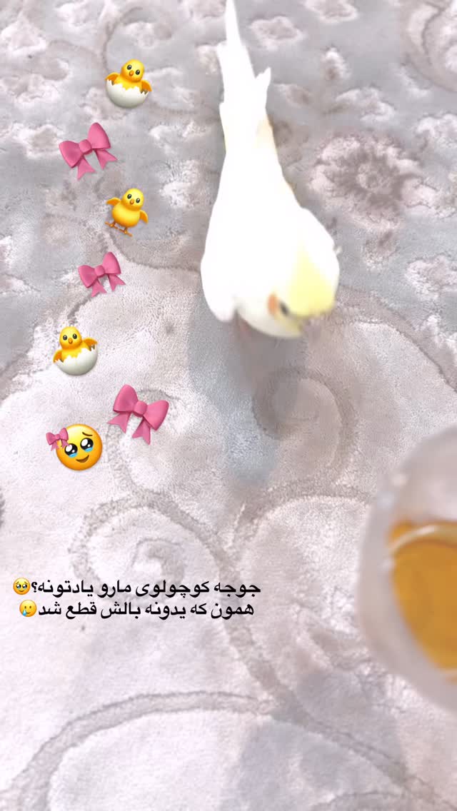  جدید ترین استوری اینستاگرام زهره و امین